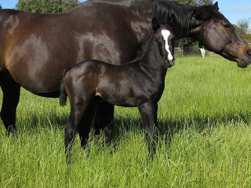 057 Kubachi Jewel x Puissance De Lune brc 18-11 7d